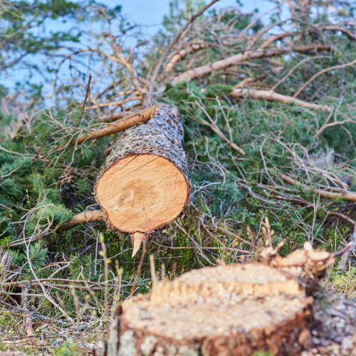 Abattage d'arbres