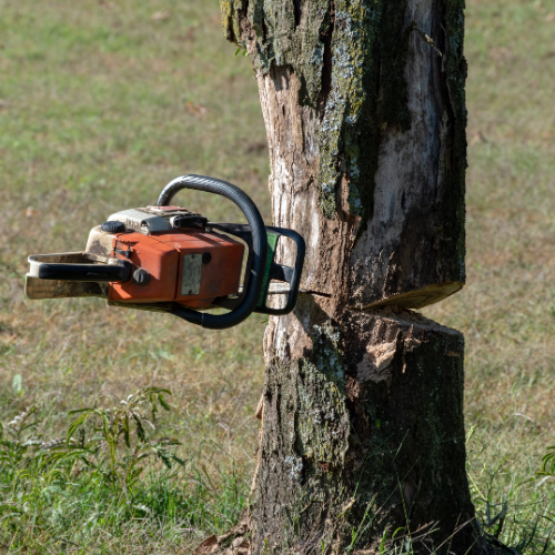 Abattage d'arbres