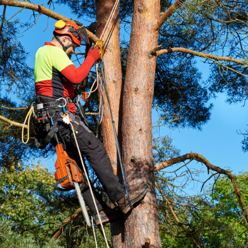 Intervention professionnelle NORMAN ARBORISTE