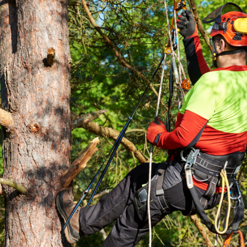 Élagage d'arbres