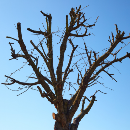 Intervention professionnelle José Elagage Clôture Abattage