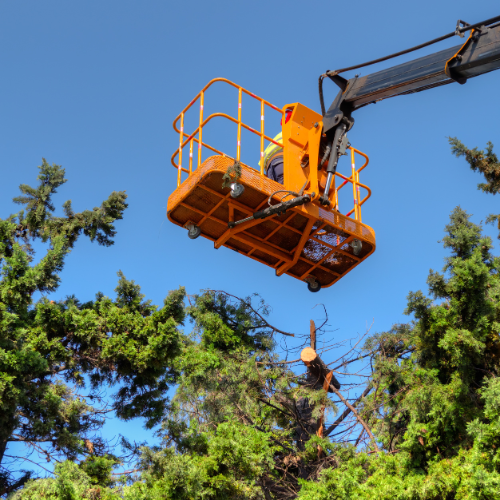 Arbres nécessitant un élagage professionnel