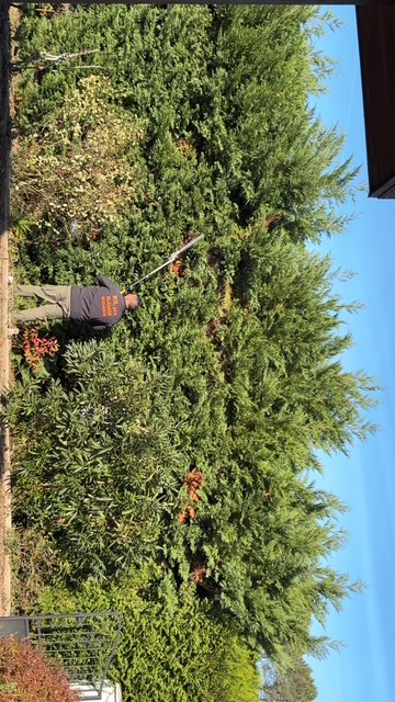 Taille de conifères par KR PRO ELAGAGE