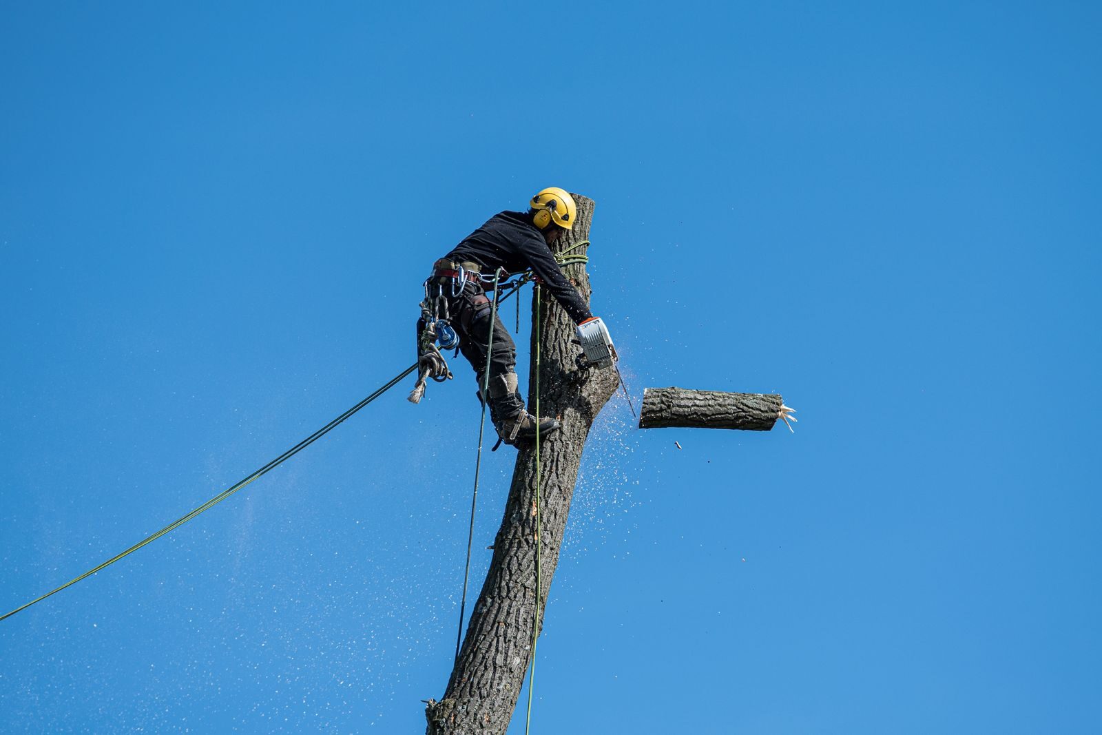 Élagueur arboriste en cordes dans un arbre, Nova Terra Habitat