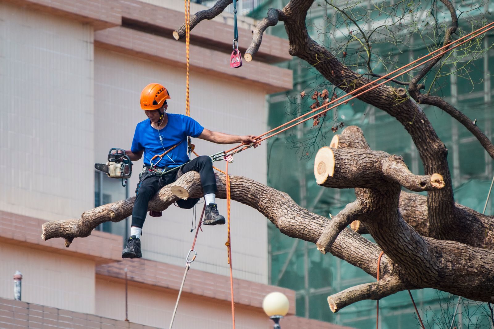 Diagnostic d'un arbre par Nova Terra Habitat