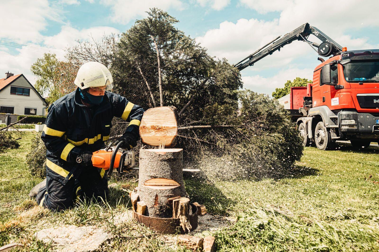 L'arbre dangereux, traité en sécurité